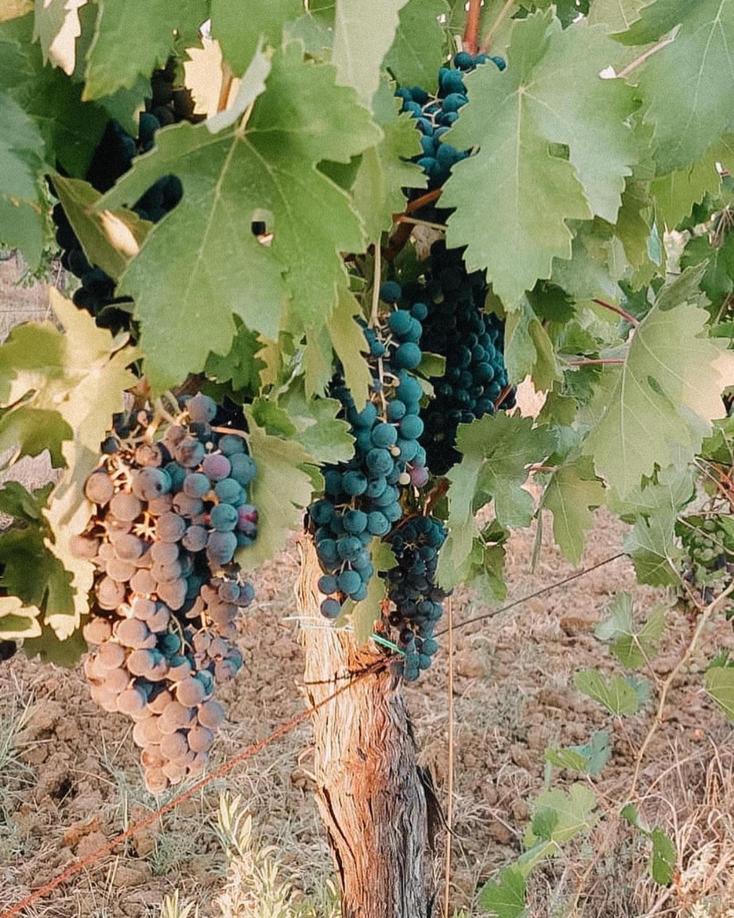 Agriturismo Terra Di Dio Toscanizzazione Capannoli Exterior foto